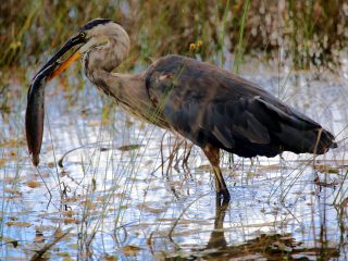 IMG_9738GreatBlueHeronEatsDinner