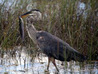 IMG_9767GreatBlueHeron