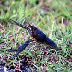 IMG_9870FloridaBarkScorpion