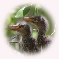 BabyGreenHerons