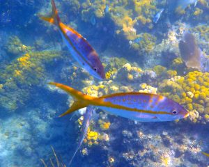 DSCN0421YellowSnappers