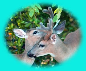 DeerLove#2