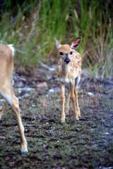 IMG_0106DeerTyke