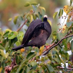 IMG_0294White-CrownedPigeon