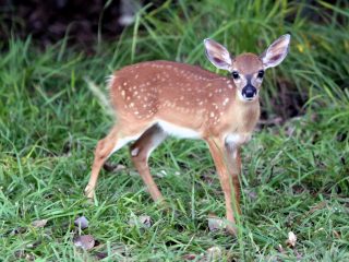 IMG_0468Bambi