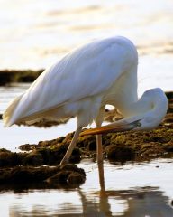 IMG_0538GreatWhiteHeron