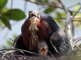 IMG_0631TheNest