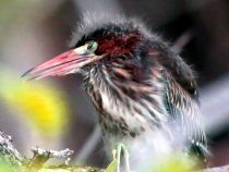 IMG_0693BabyGreenHeron