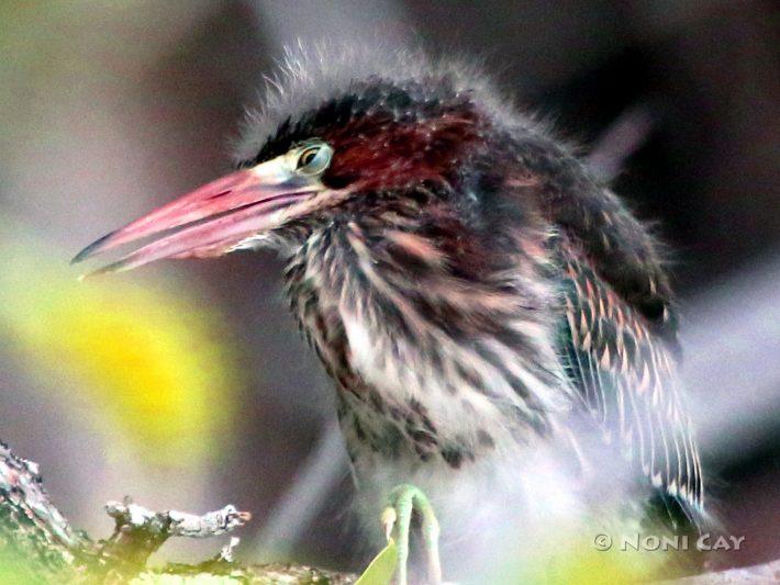 IMG_0693BabyGreenHeron