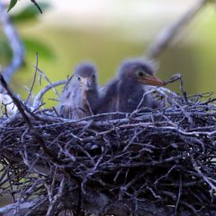 IMG_0726GreenHeron ChicksGrowingFast.