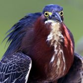 IMG_1137TheGreenHeron