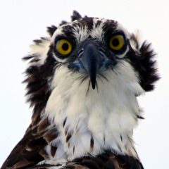 IMG_1790Osprey