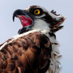 IMG_1810OspreyofNoNameBridge