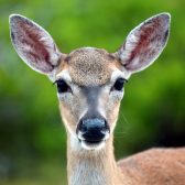 IMG_2108Doe