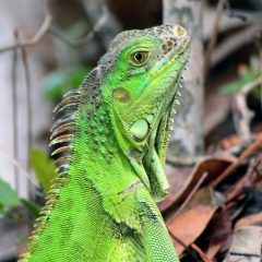 IMG_2404Iguana