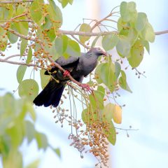 IMG_2410White-crownedPigeon