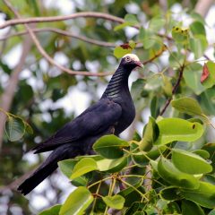 IMG_2436Whirte-crownedPigeon