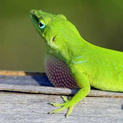 IMG_2518GreenAnole