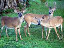 IMG_3600Deer