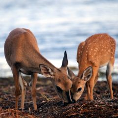 IMG_3769BeachDeer