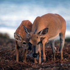 IMG_3786BeachDeer