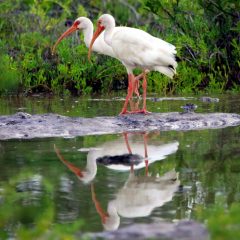 IMG_4720Ibis