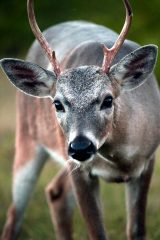 IMG_0255Buck