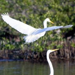 IMG_0476GreatEgrets