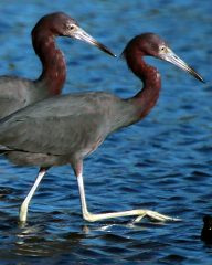 IMG_0600LittleBlueHerons