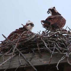 IMG_9588Ospreys