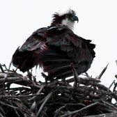 IMG_9609Osprey