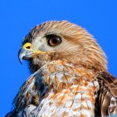 IMG_9872ImmatureRed-SHoulderedHawk