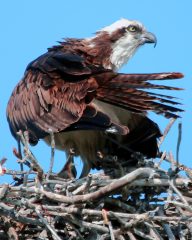 IMG_9964TheOsprey