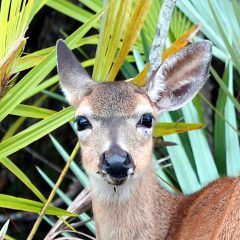 IMG_1075KeyDeer