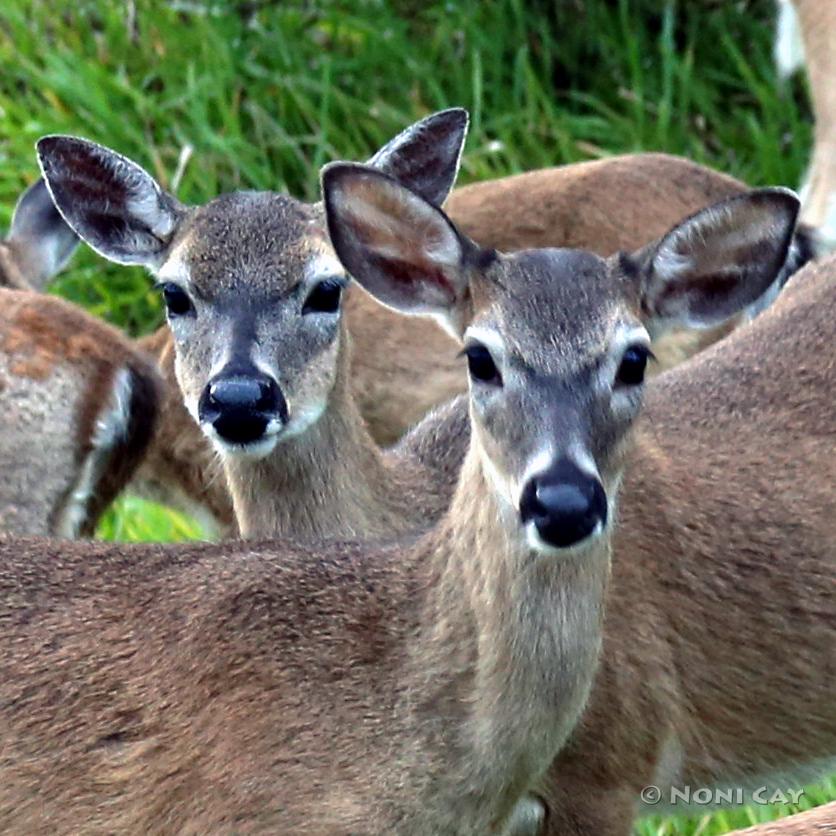 Some More Key Deer | Noni Cay Photography