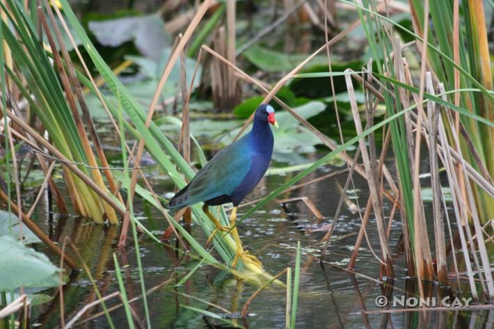 Purple Gallinule