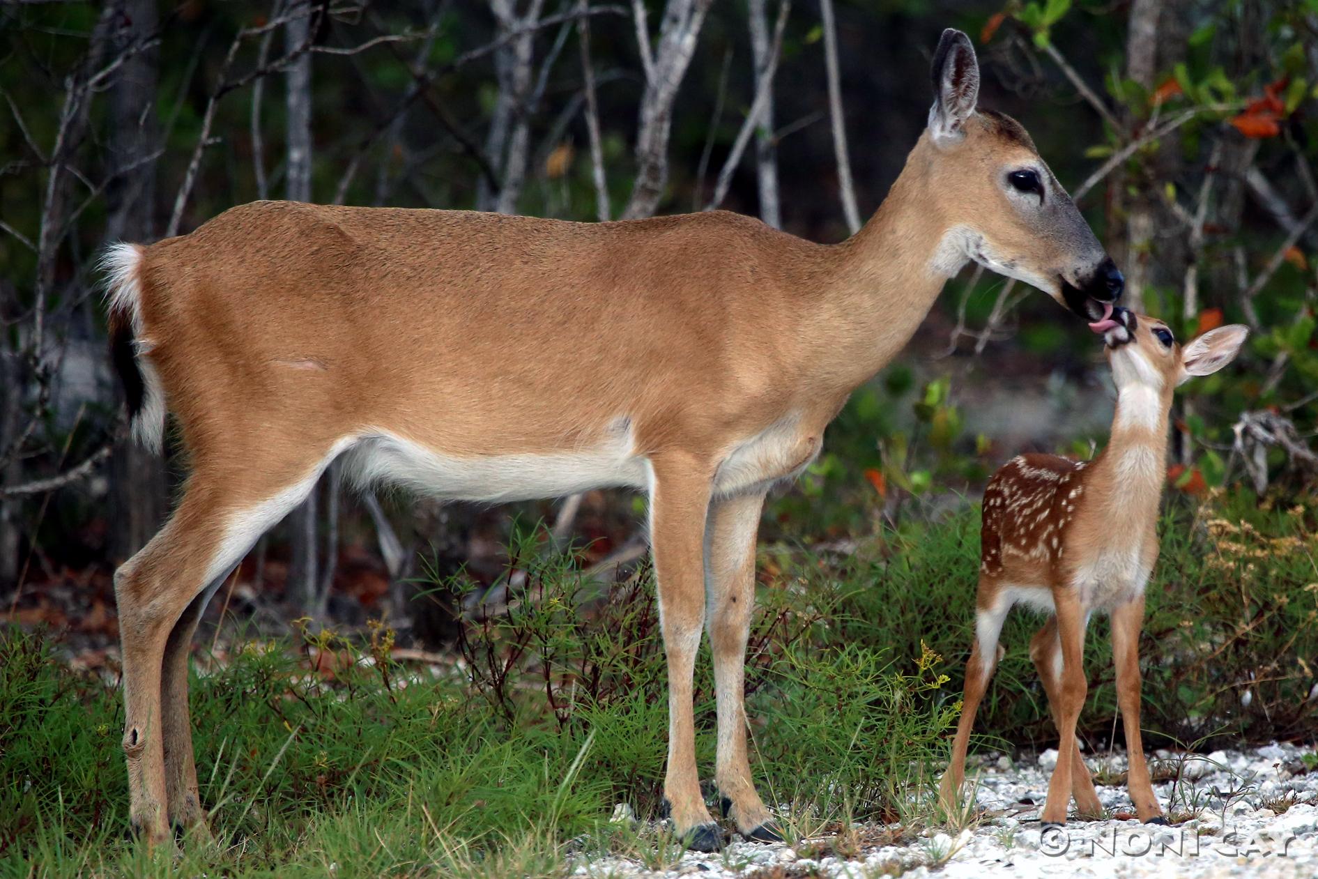 Key Deer Fawn | Noni Cay Photography