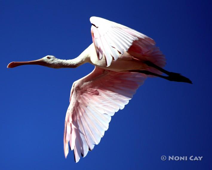 Roseate Spoonbill in Flight