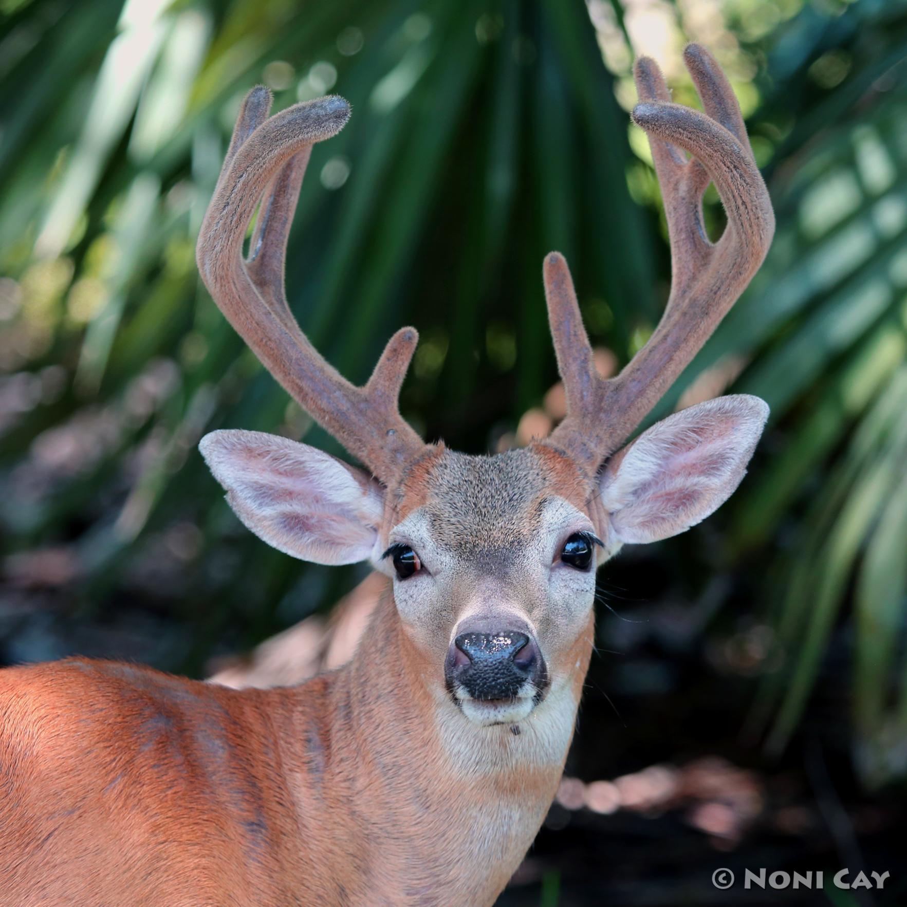 Key Deer | Noni Cay Photography