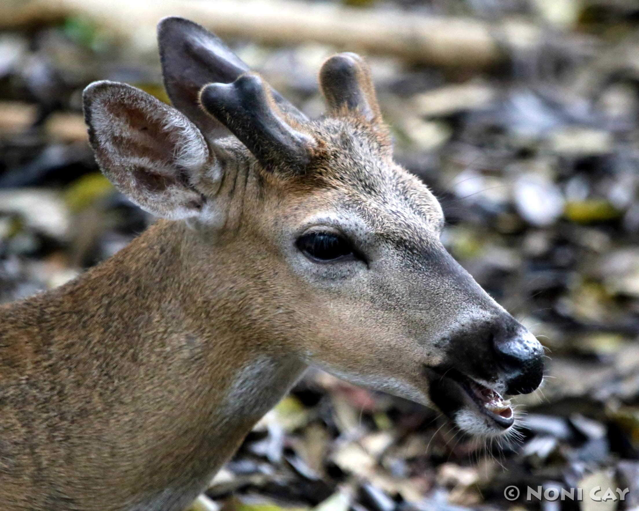 Key Deer Bucks | Noni Cay Photography