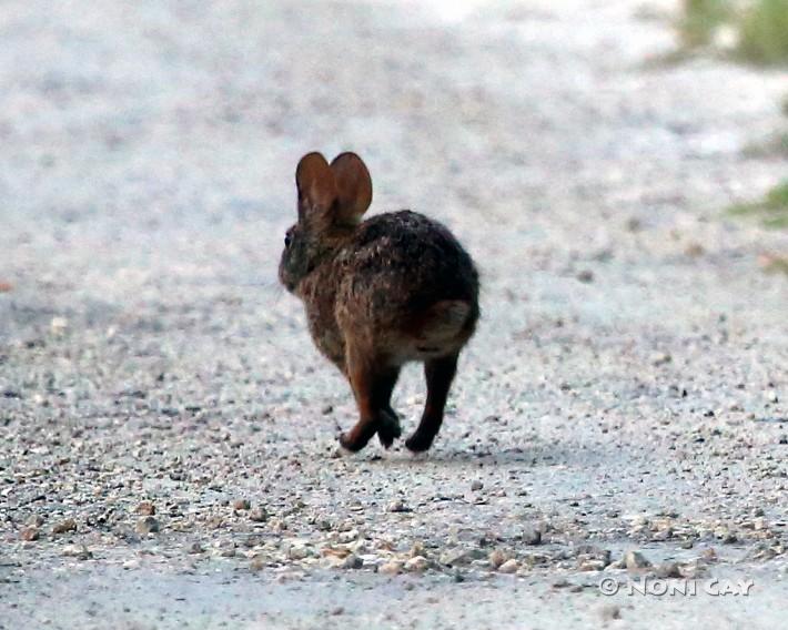 Lower Keys Marsh Rabbit | Noni Cay Photography