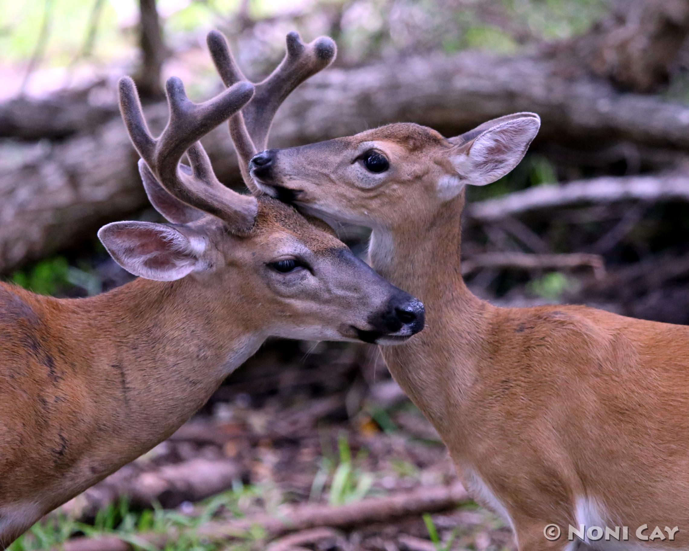 Deer Love – An Intimate Look | Noni Cay Photography