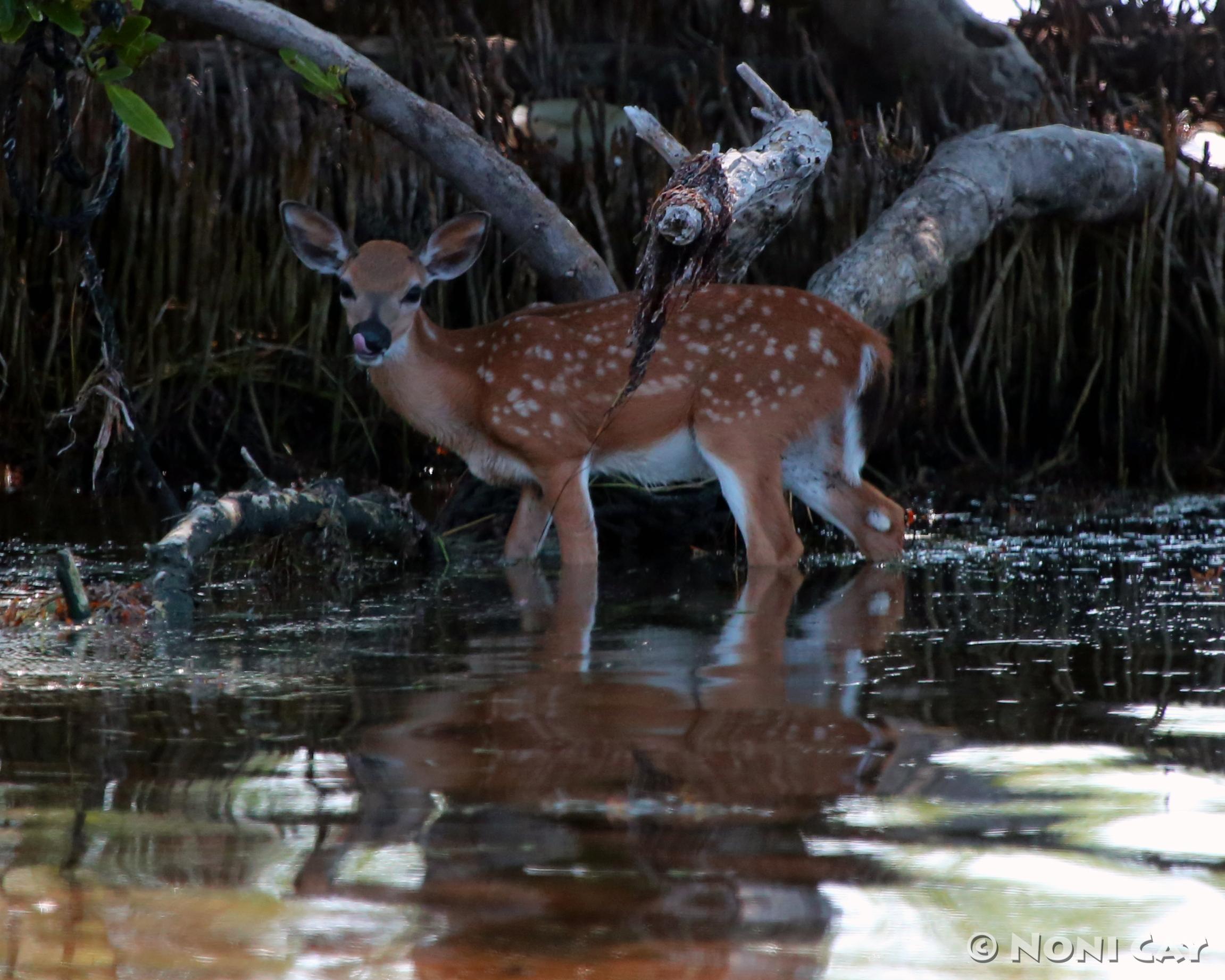 Key Deer in the Mangroves | Noni Cay Photography