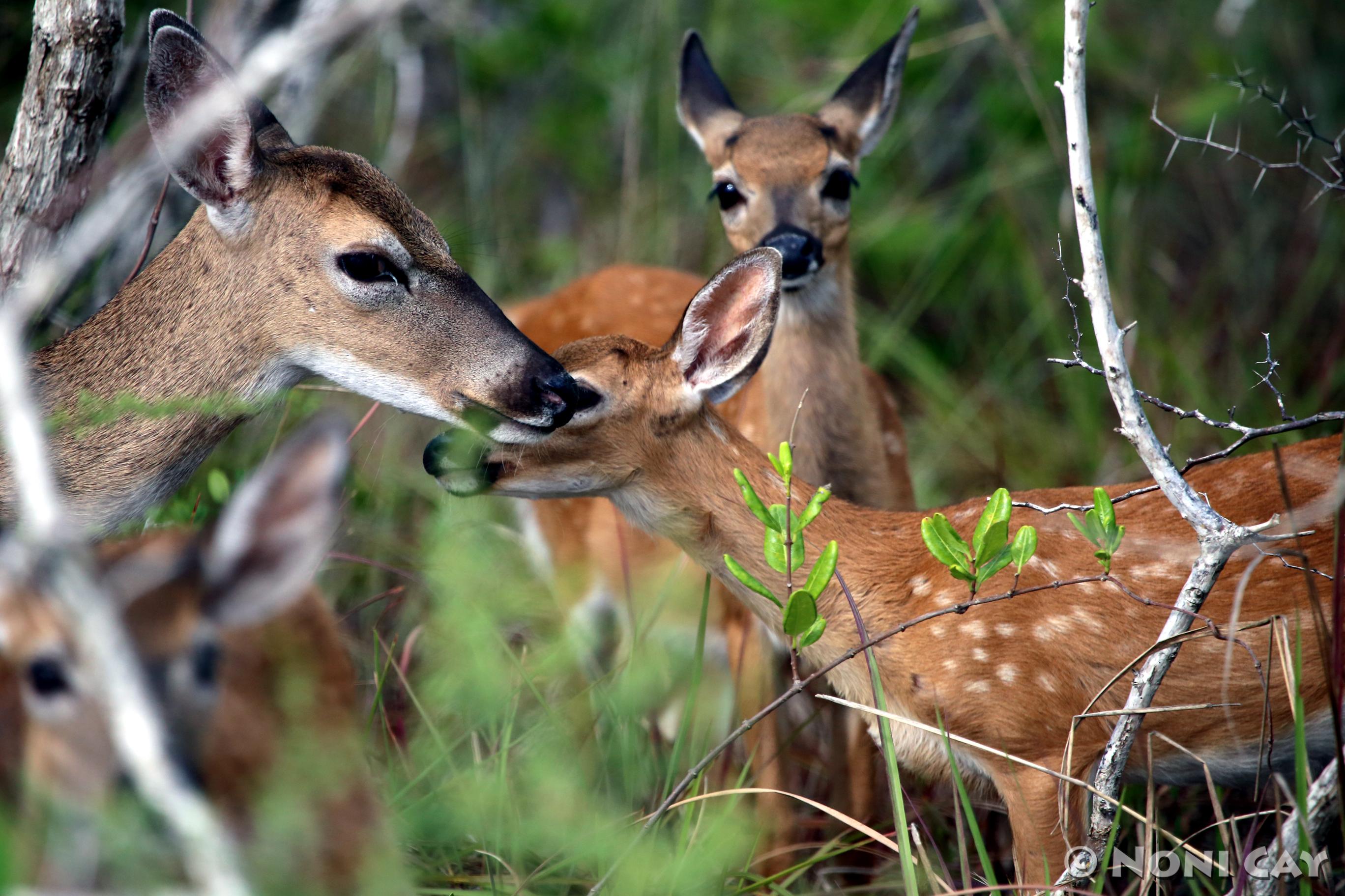Key Deer Fawns Growing Up | Noni Cay Photography