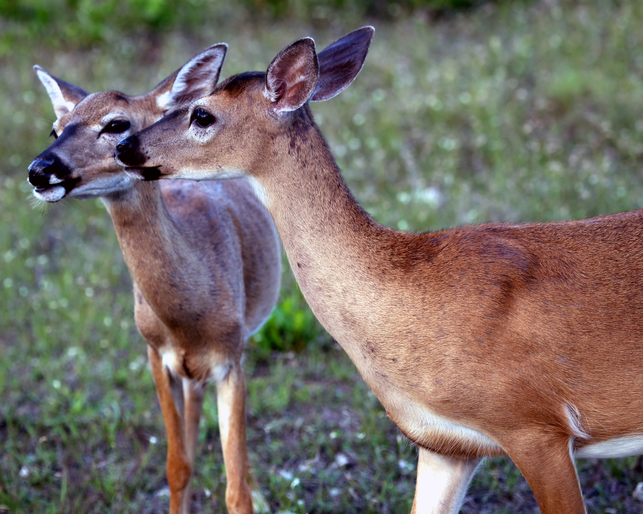 Key Deer | Noni Cay Photography