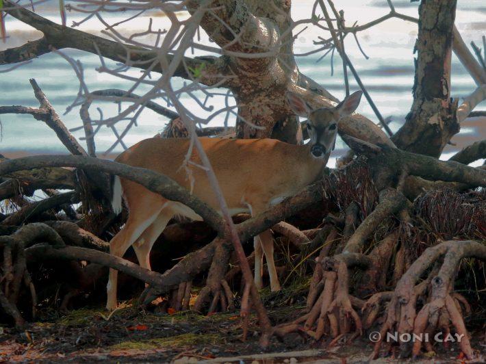 IMG_9521MangroveDeer