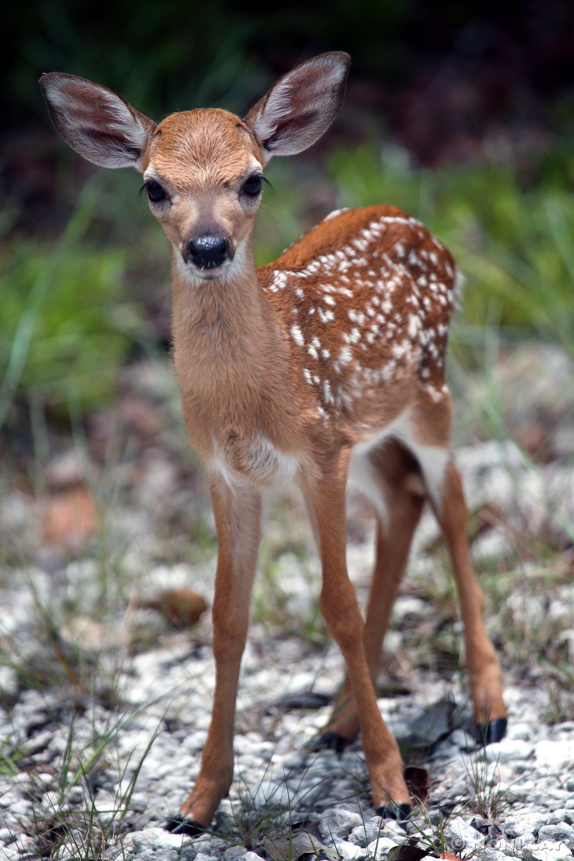 Fawn | Noni Cay Photography