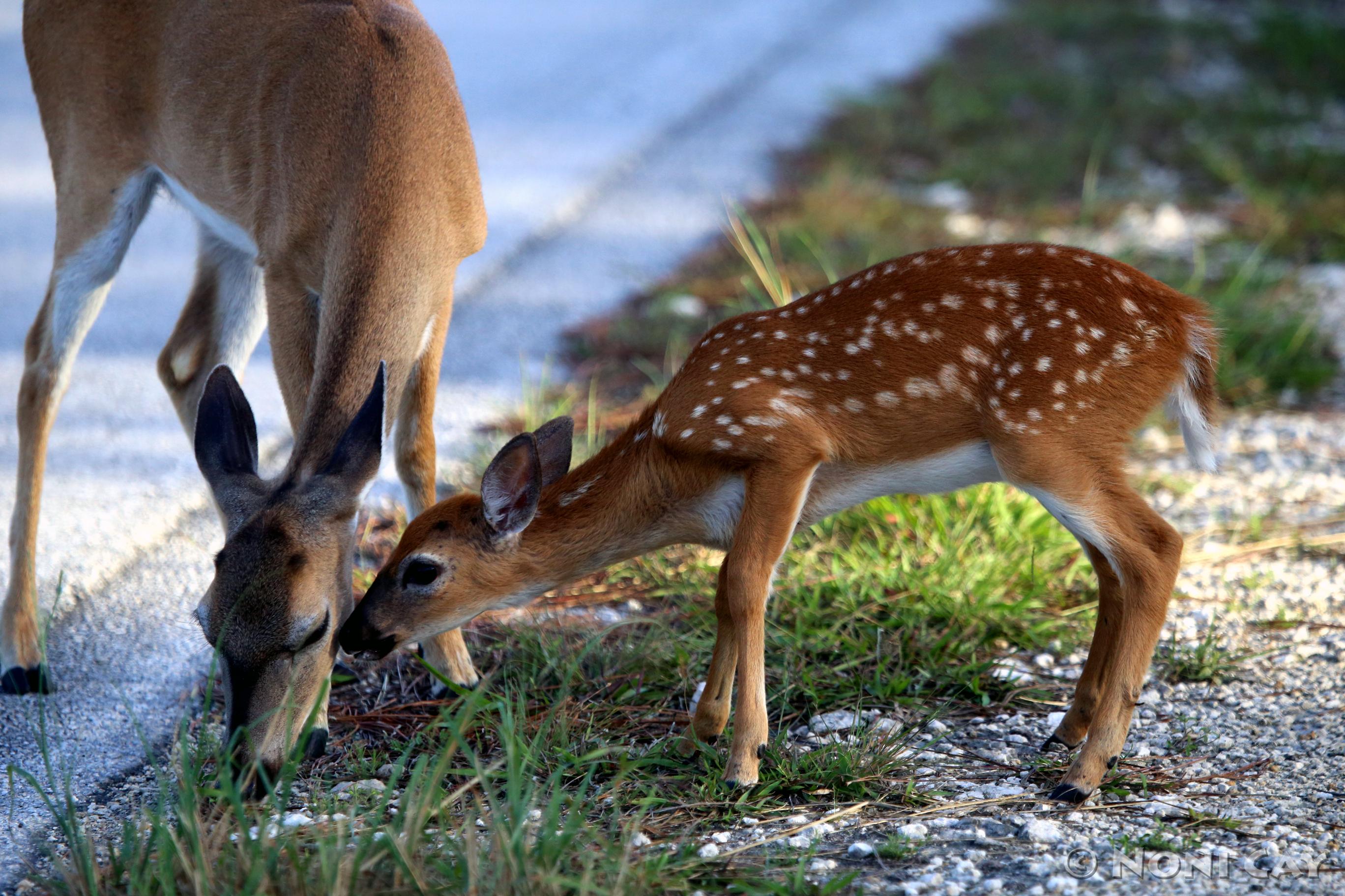 Key Deer and Fawn | Noni Cay Photography