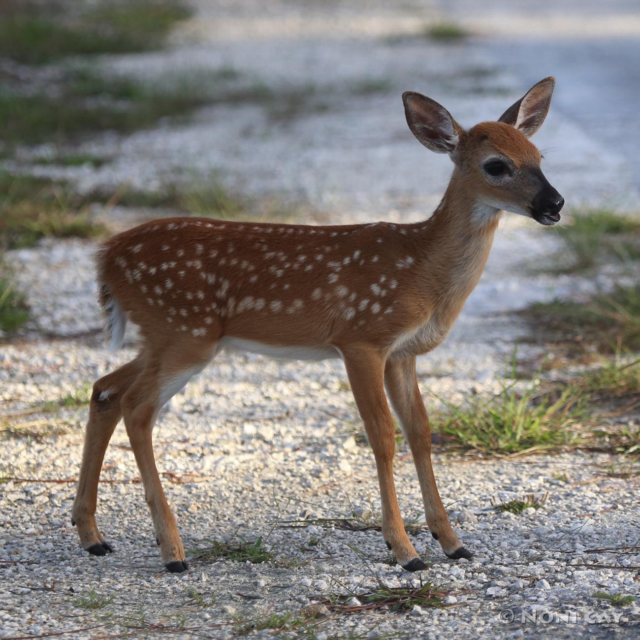 Key Deer and Fawn | Noni Cay Photography